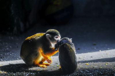 Monkey eating food