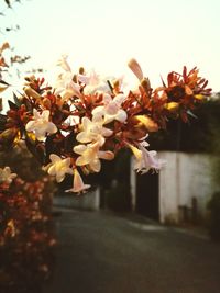 Close-up of flowers