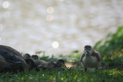 Close-up of ducks on grass