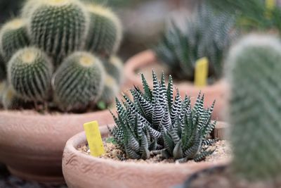 Close-up of cactus