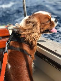 Close-up of dog looking away