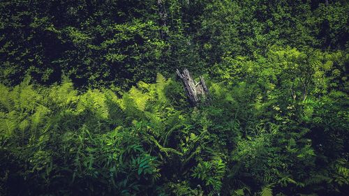 High angle view of trees in forest