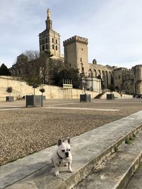 Portrait of dog by building in city against sky