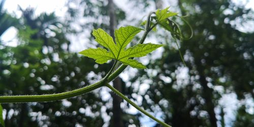 Close-up of fresh green leaves