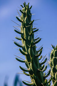 Close-up of succulent plant against clear sky