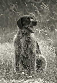 Close-up of dog on field