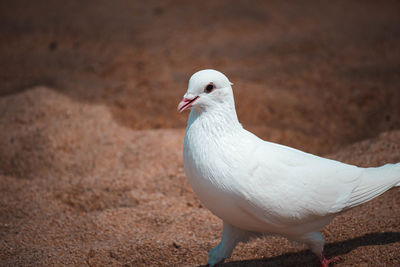 Close-up of seagull perching on a land