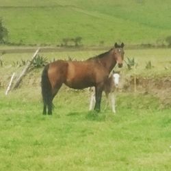 Horse on grassy field