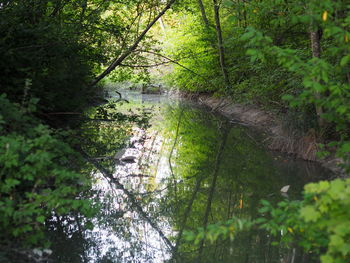Scenic view of river amidst trees in forest
