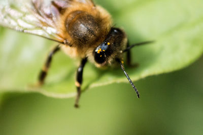 Close-up of bee on flower