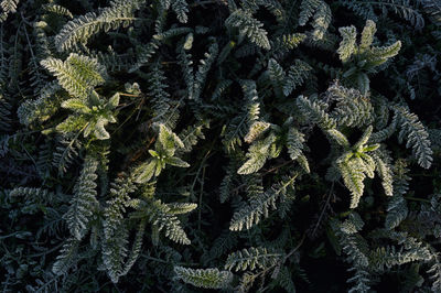 Full frame shot of plants during winter