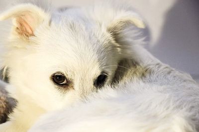 Close-up portrait of white dog