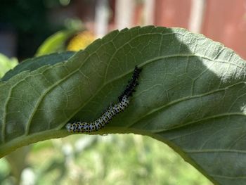 Close-up of insect on leaf