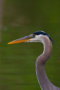 Head shot blueheron