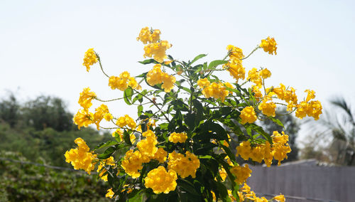 Close-up of yellow flowering plants on field