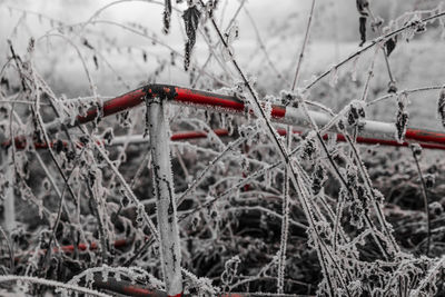 Close-up of snow on plants against sky