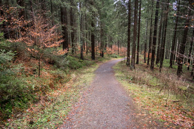 Road amidst trees in forest