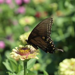 Close-up of butterfly pollinating on flower