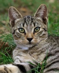 Close-up portrait of tabby cat on field