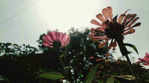 Close-up of pink flowering plants