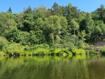 Scenic view of lake in forest against sky