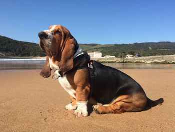 Dog looking away on land against sky. blues on the beach.