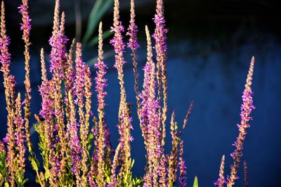 Close-up of purple flowering plants hanging outdoors