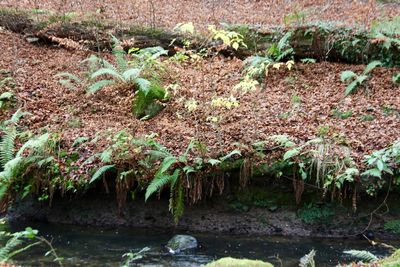 Plants growing in water