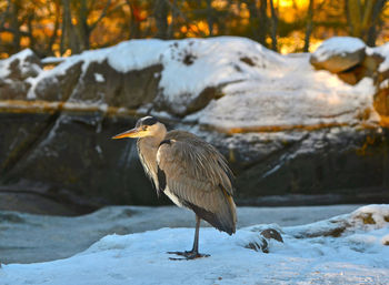 Bird perching on snow covered land