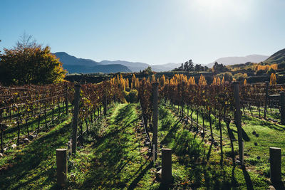 Scenic view of vineyard against sky