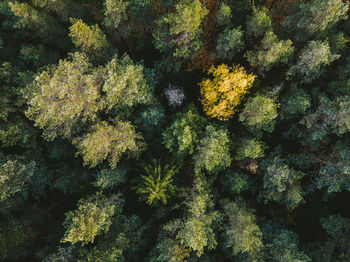 Full frame shot of trees at forest