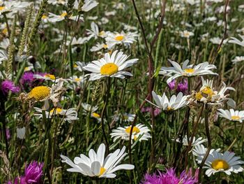 Close-up of white flowering plants on field