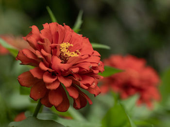 Close-up of red flower in park