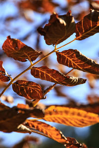 Low angle view of autumn tree against sky