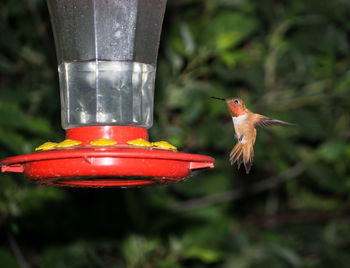 Close-up of bird perching on feeder