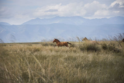 Horses in a field