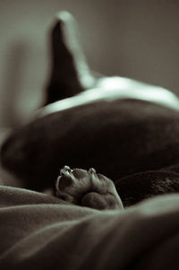Cropped image of dog paw on bed