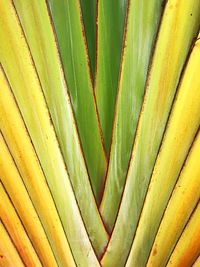 Full frame shot of palm leaf