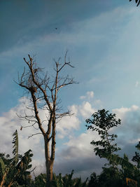 Low angle view of tree against sky