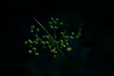 Close-up of small plant growing outdoors