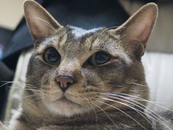 Close-up portrait of cat