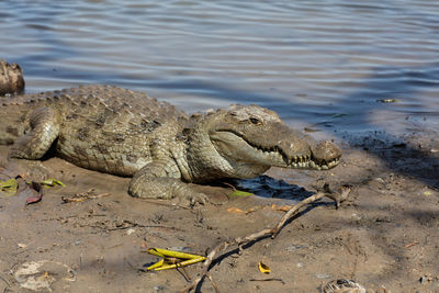 Close-up of crocodile on beach