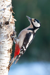 Close-up of a bird perching on a tree