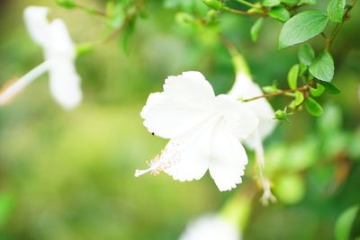 Close-up of white flowering plant