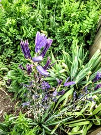 Close-up of purple flowers