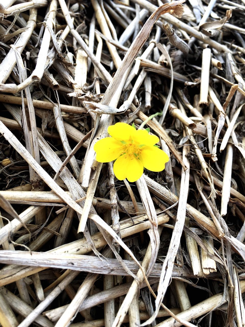 yellow, full frame, fragility, autumn, dry, backgrounds, leaf, high angle view, close-up, nature, change, flower, growth, season, field, natural pattern, day, beauty in nature, outdoors, no people