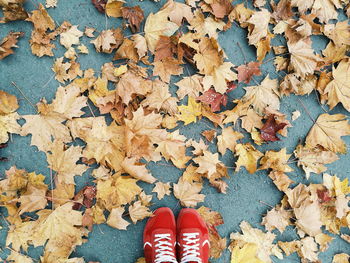 Low section of person standing on maple leaves