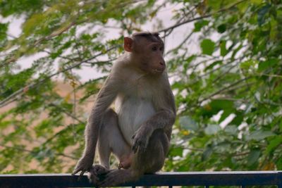 Low angle view of monkey sitting on tree