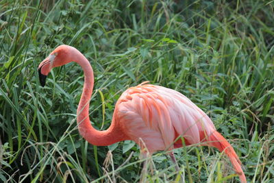 Close-up of a bird on field
