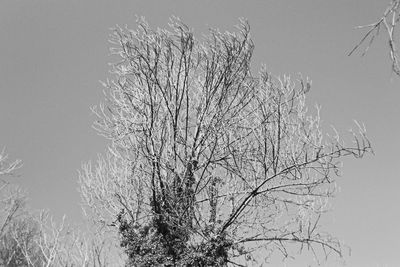 Low angle view of bare tree against clear sky